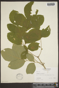 Fraxinus biltmoreana image