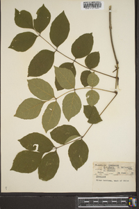 Fraxinus biltmoreana image