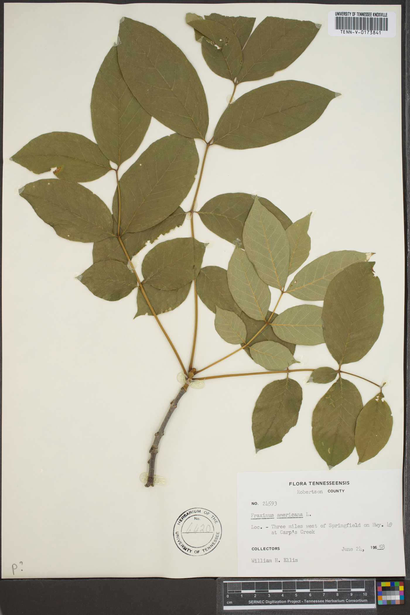 Fraxinus biltmoreana var. subcoriacea image