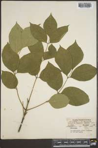 Fraxinus pauciflora image