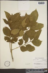 Fraxinus americana var. biltmoreana image