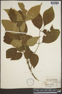Fraxinus pauciflora image