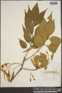 Fraxinus profunda image