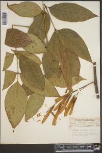 Fraxinus profunda image