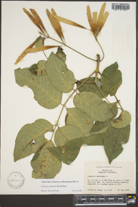 Fraxinus profunda image