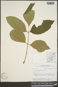 Fraxinus profunda image