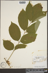 Fraxinus biltmoreana image