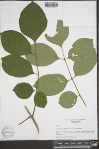 Fraxinus biltmoreana image