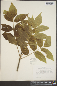 Fraxinus quadrangulata image