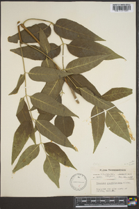 Fraxinus quadrangulata image