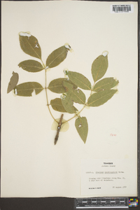 Fraxinus quadrangulata image