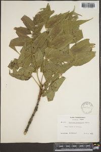 Fraxinus quadrangulata image