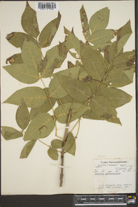 Fraxinus quadrangulata image