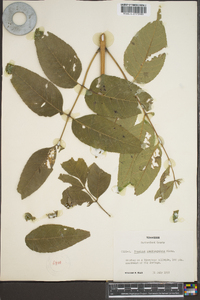 Fraxinus quadrangulata image