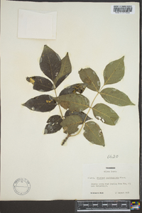 Fraxinus quadrangulata image