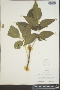 Fraxinus quadrangulata image