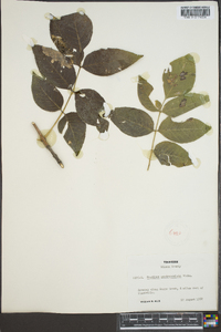 Fraxinus quadrangulata image