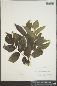 Fraxinus quadrangulata image