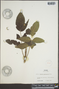 Fraxinus quadrangulata image