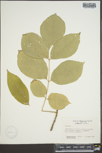 Fraxinus biltmoreana image