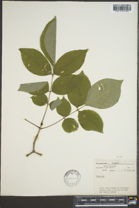 Fraxinus biltmoreana image