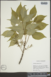 Fraxinus biltmoreana image