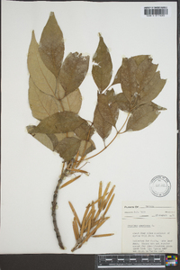 Fraxinus biltmoreana image