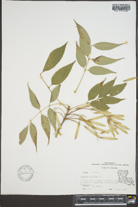 Fraxinus biltmoreana image