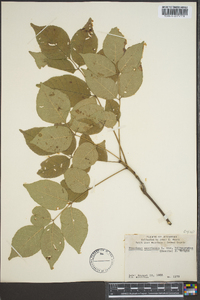 Fraxinus biltmoreana image