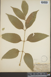 Fraxinus biltmoreana image