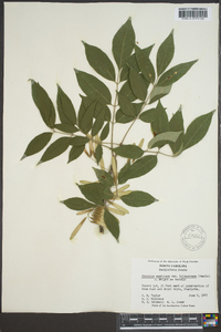 Fraxinus biltmoreana image