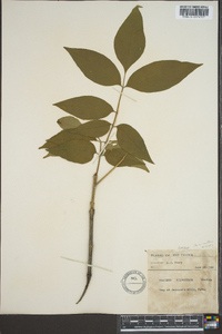 Fraxinus biltmoreana image