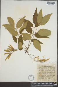 Fraxinus americana var. biltmoreana image