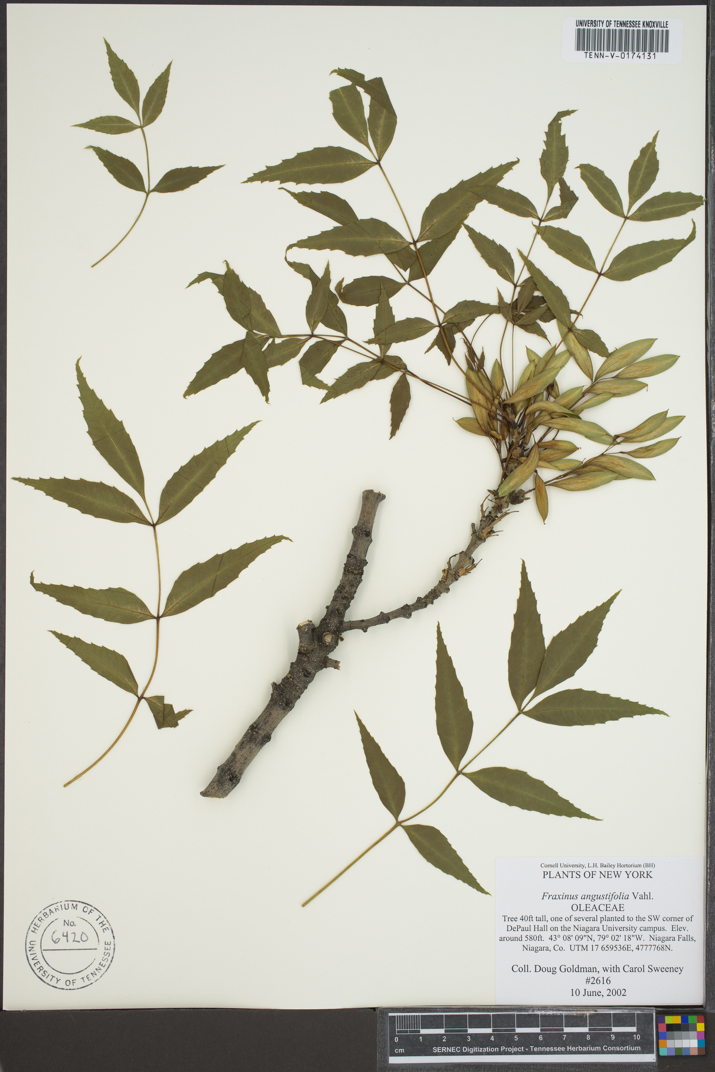 Fraxinus angustifolia image