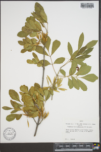 Fraxinus berlandieriana image