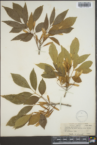 Fraxinus berlandieriana image