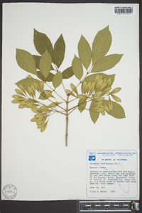 Fraxinus caroliniana image