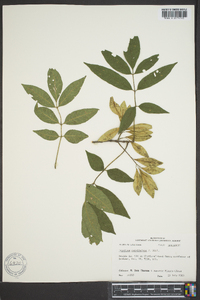 Fraxinus caroliniana image