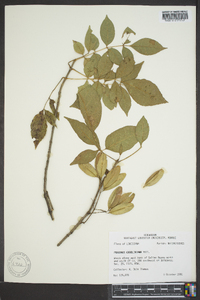 Fraxinus caroliniana image