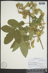 Fraxinus caroliniana image