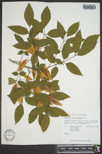 Fraxinus caroliniana image