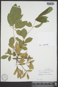 Fraxinus caroliniana image