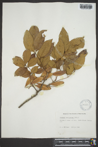 Fraxinus caroliniana image