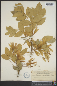 Fraxinus caroliniana image