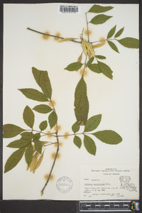 Fraxinus caroliniana image