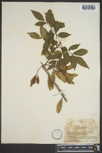 Fraxinus caroliniana image