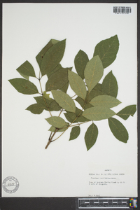 Fraxinus caroliniana image