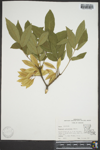 Fraxinus caroliniana image