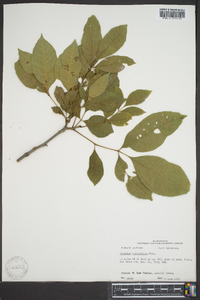 Fraxinus caroliniana image