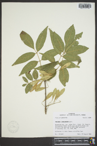 Fraxinus caroliniana image